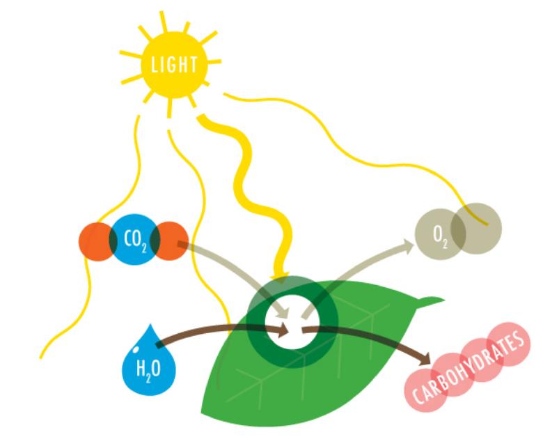 Photosynthesis