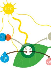 Photosynthesis